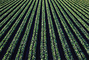 Aerial view of row crops